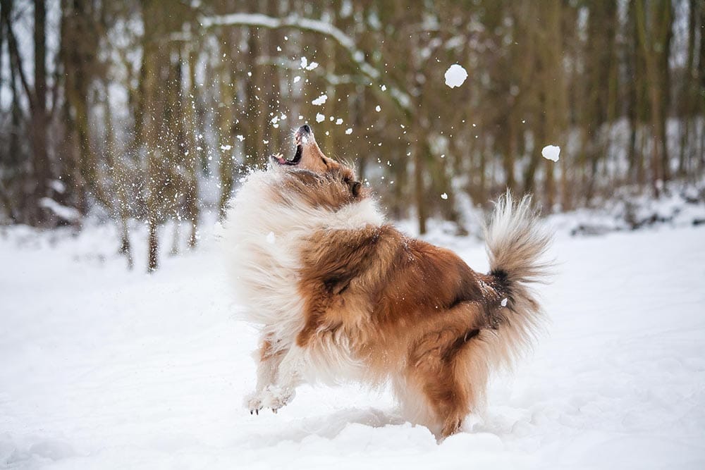brown dog enjoying the snow