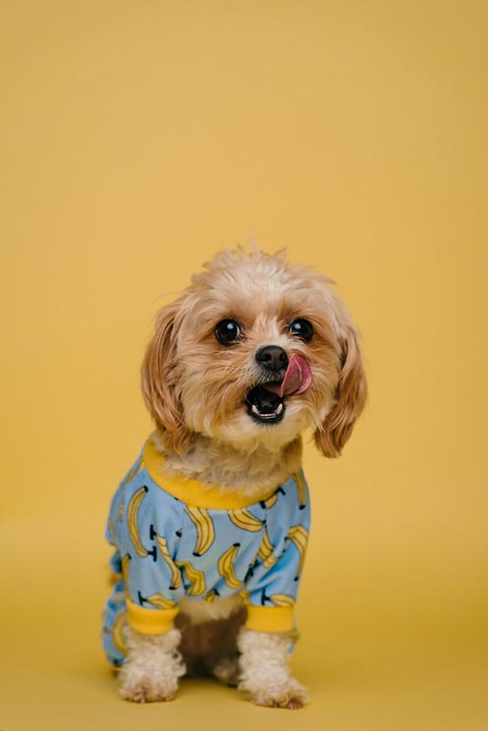 brown dog licking its face