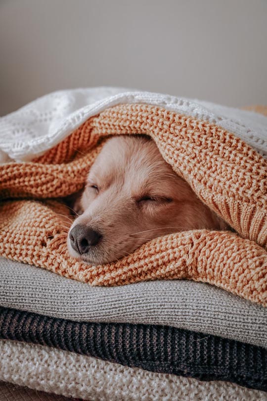 brown dog sleeping between folded beddings
