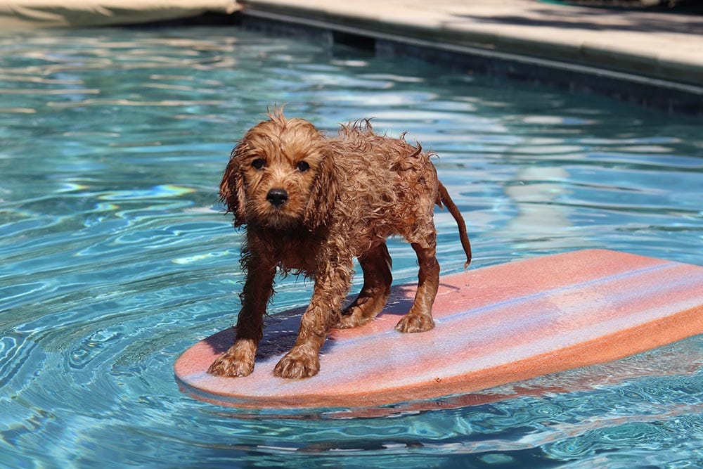 brown dog waterboarding