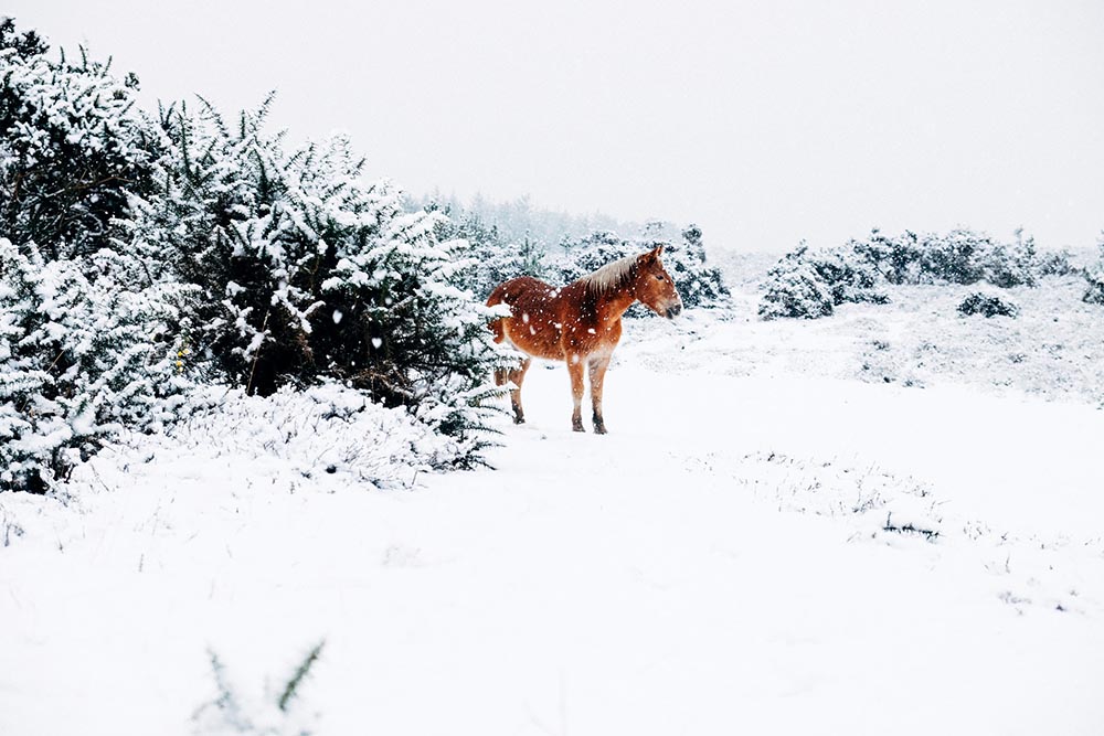 brown horse walking outdoors during winter