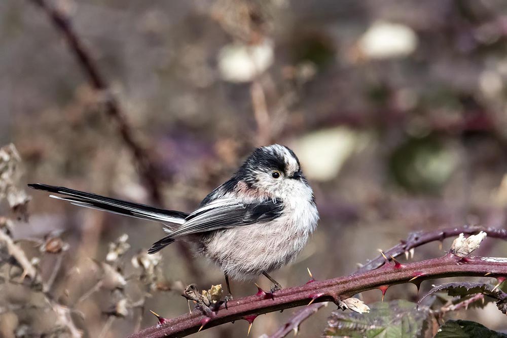 bushtit perched on a branch