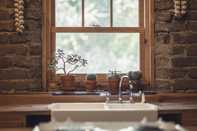 cactus in the kitchen