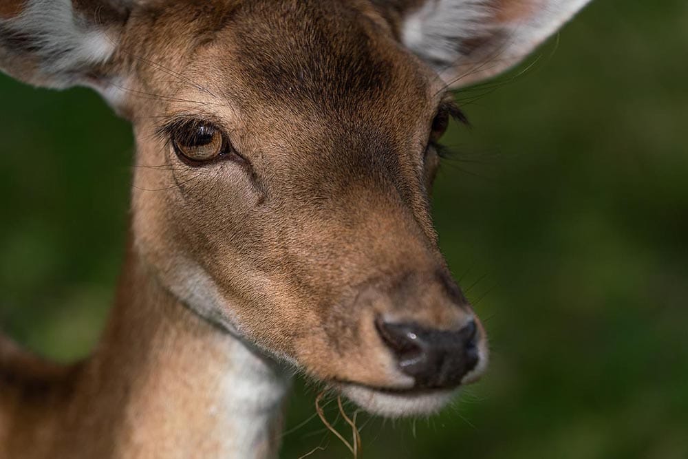 close up fawn deer