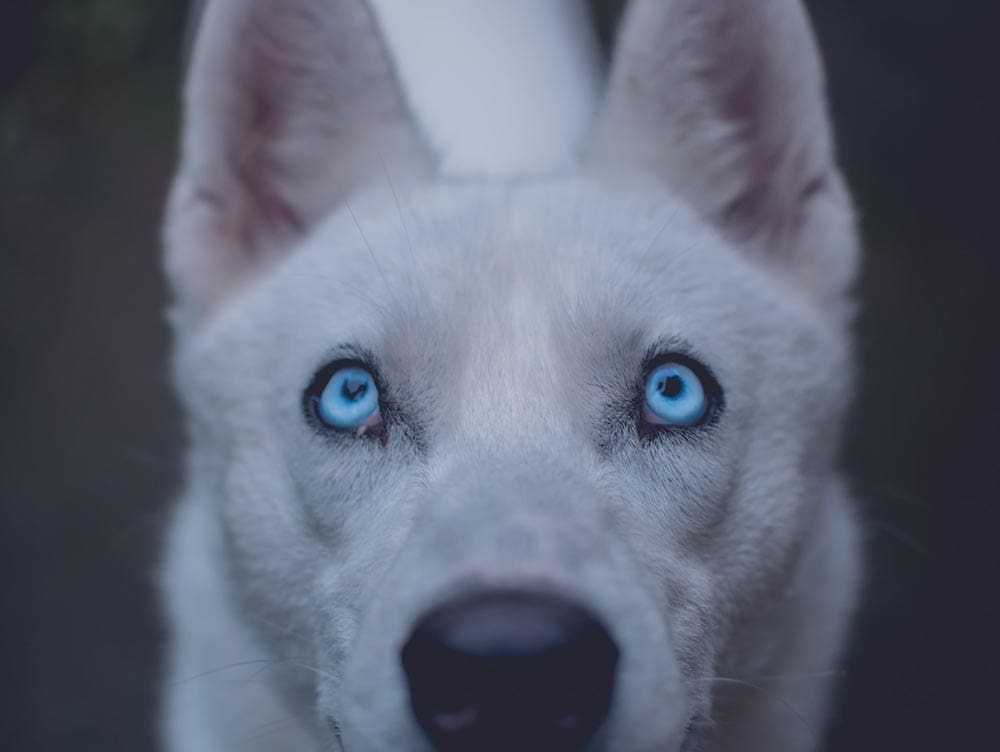 close up siberian husky with light blue eyes