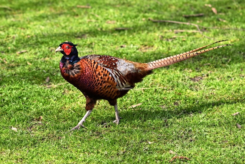 common pheasant on the grass