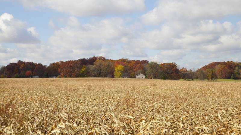 corn fields during fall season