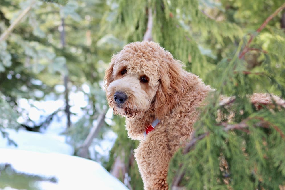 curly brown dog peekaboo