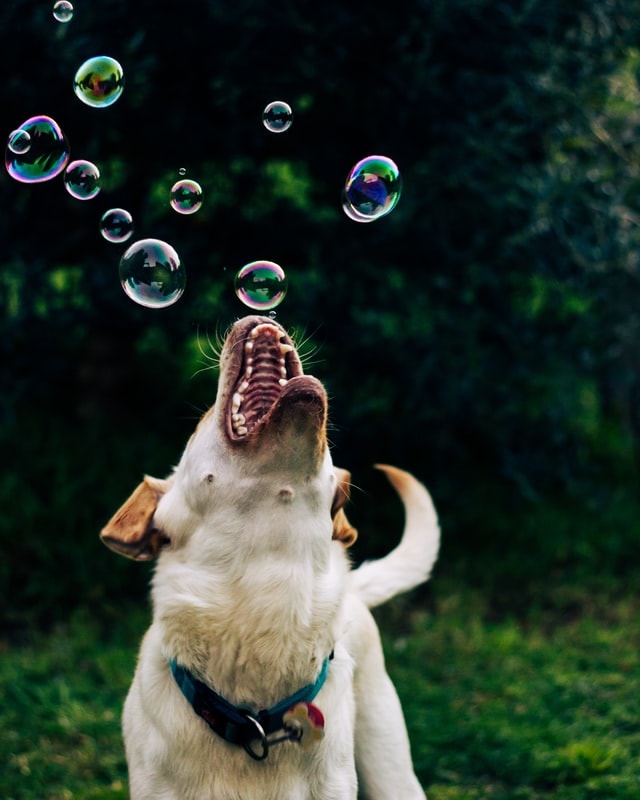 dog catching the bubbles