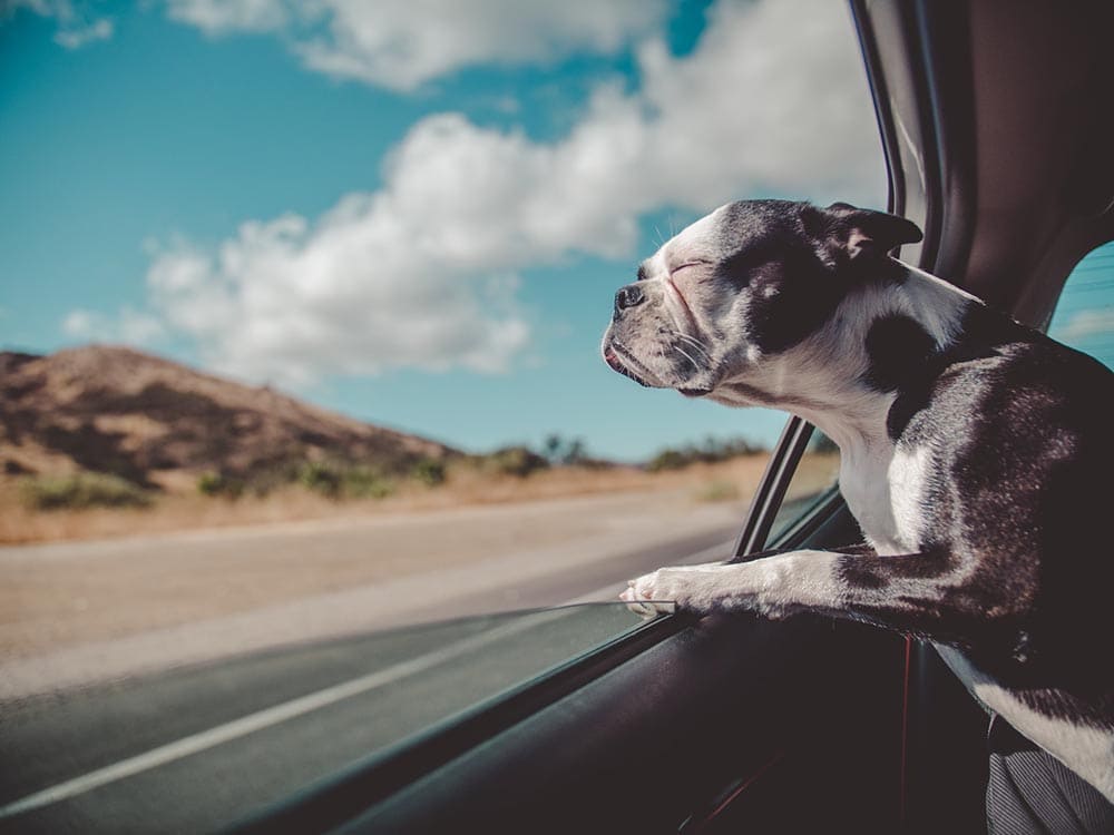 dog enjoying the wind from the car window