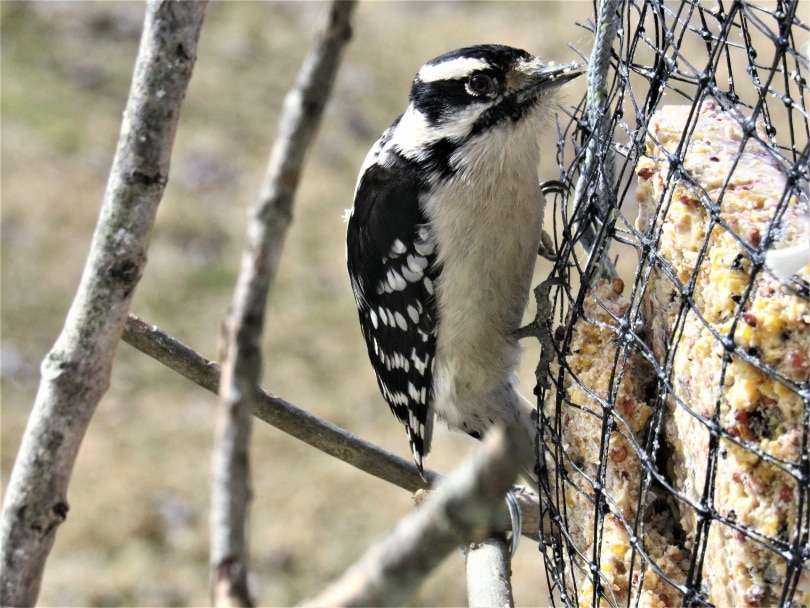 downy woodpecker eating