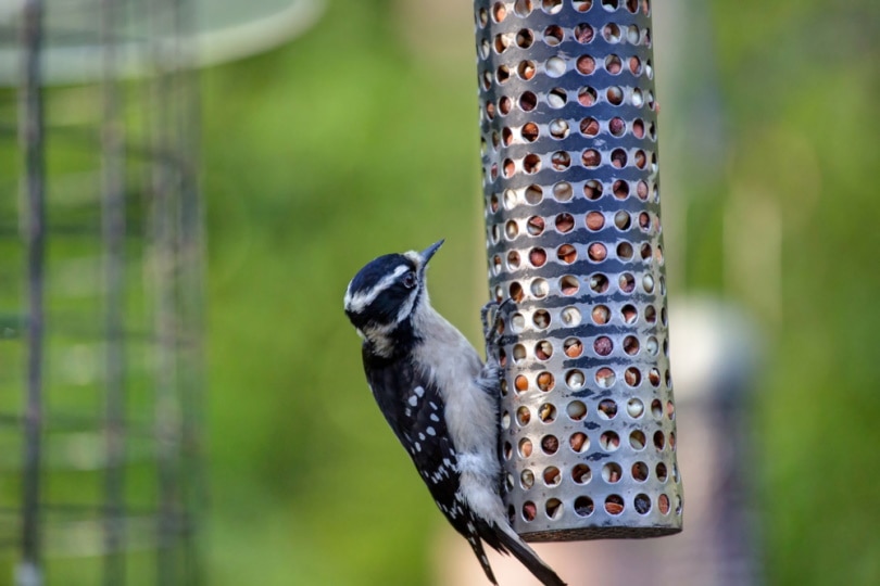 downy woodpecker on bird feeder