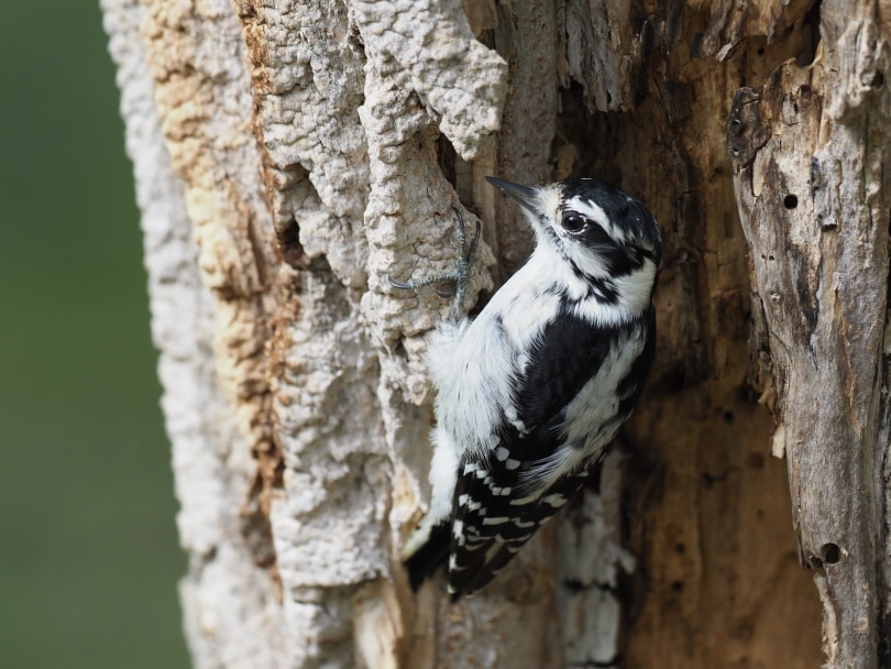 downy woodpecker perching