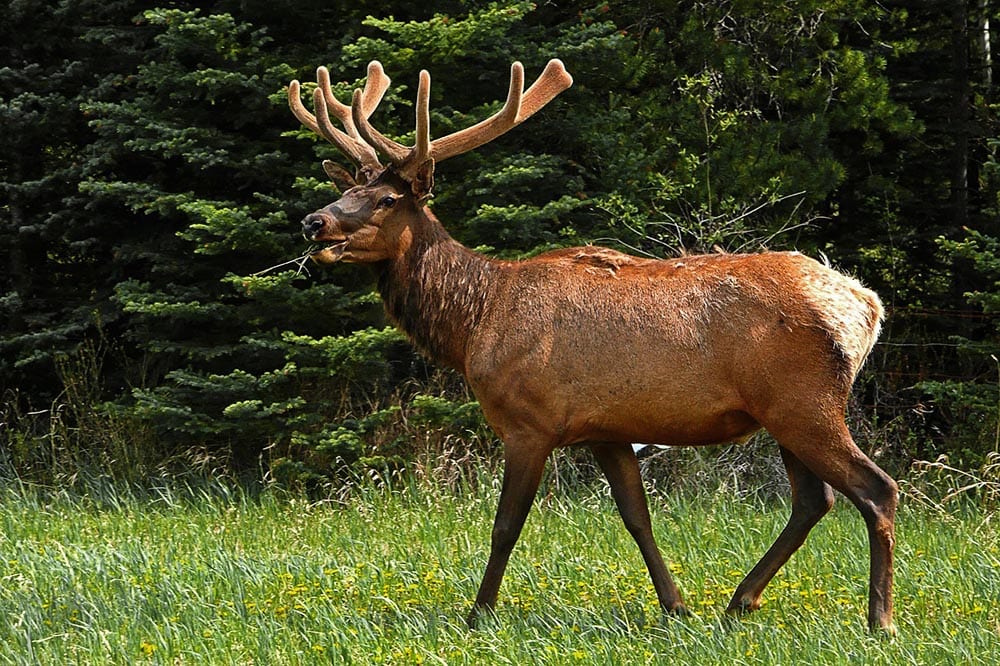 elk eating grass