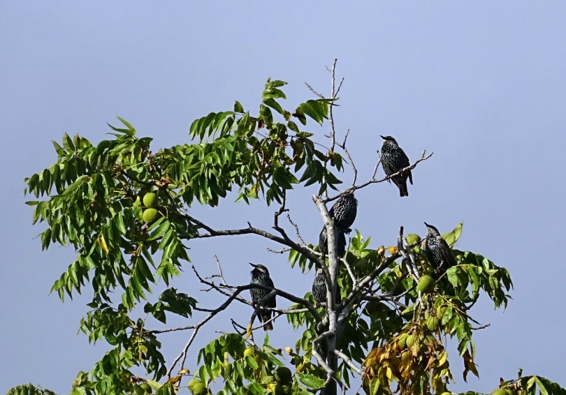 european starling birds perching on tree branch