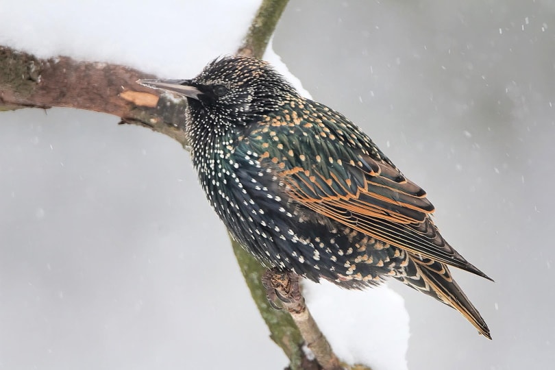 european starling perching