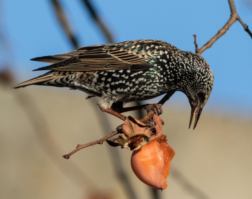 european starling bird eating