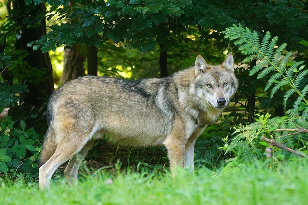 european wolf