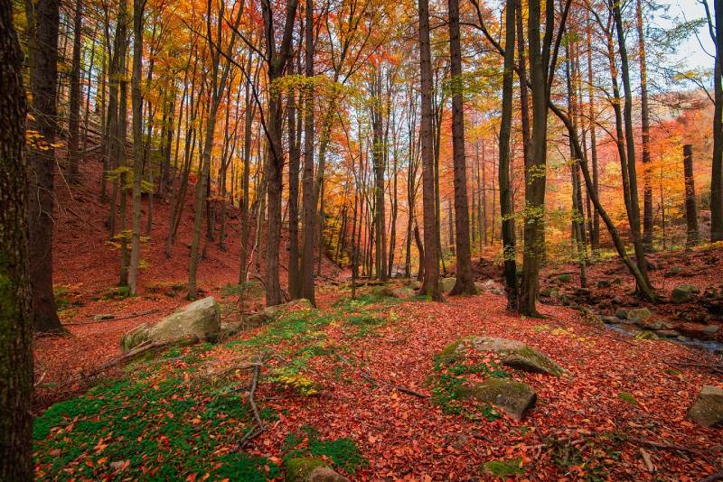 fall season in the forest