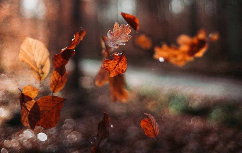 falling autumn leaves