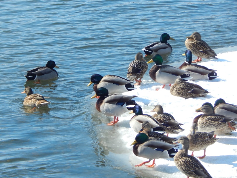flock of mallard ducks in the lake