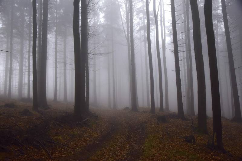 fog in the forest during fall season