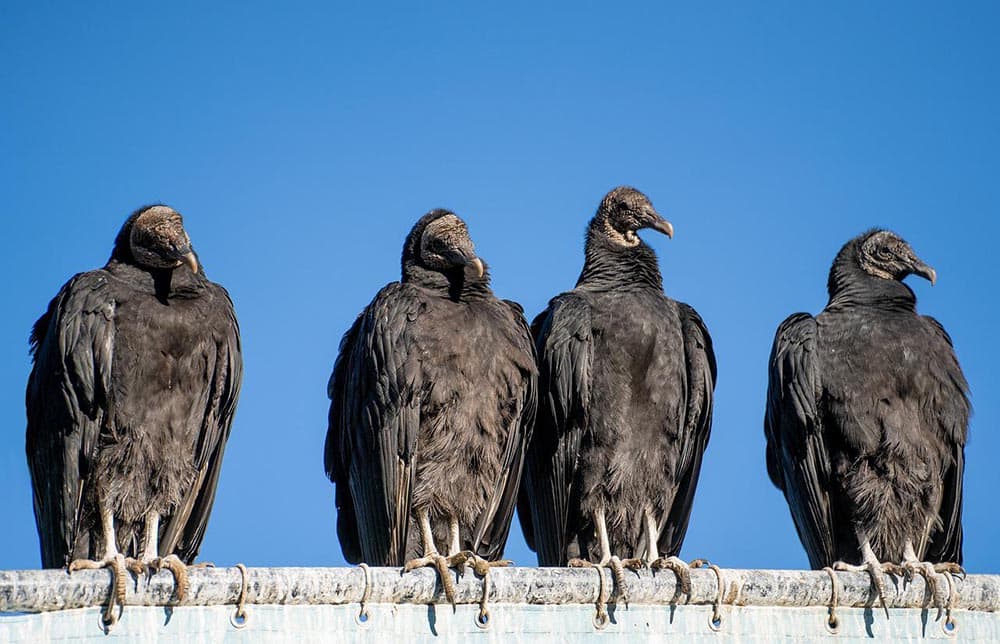 four turkey vultures perched