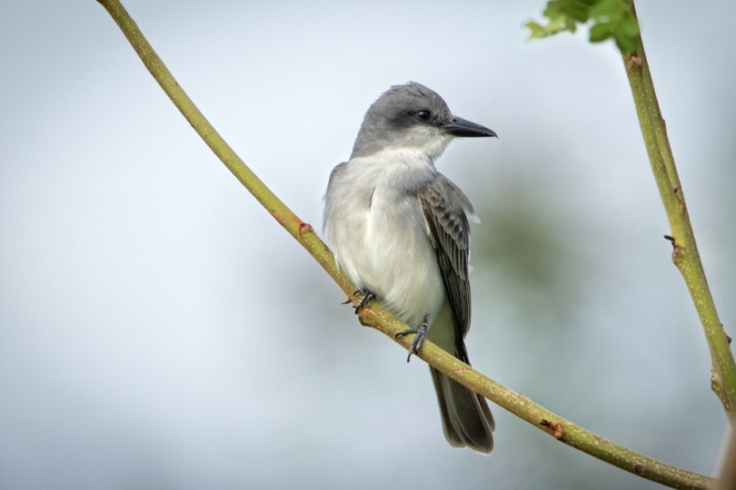 gray kingbird