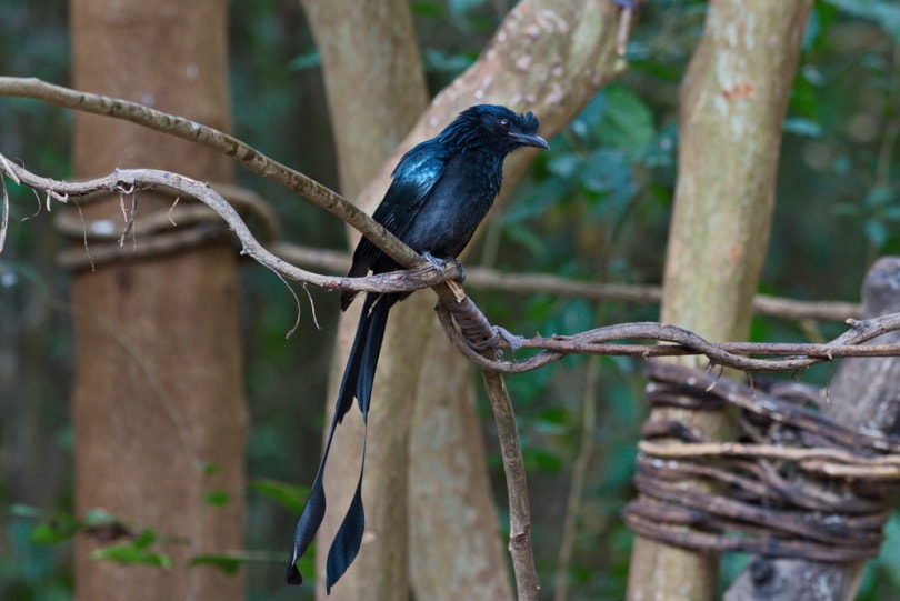 greater racket tailed drongo