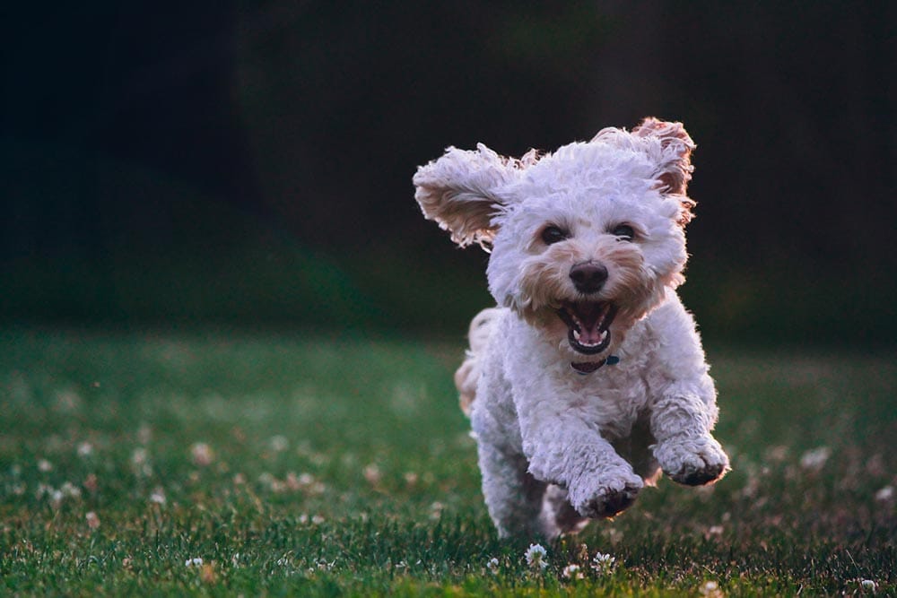 happy dog running