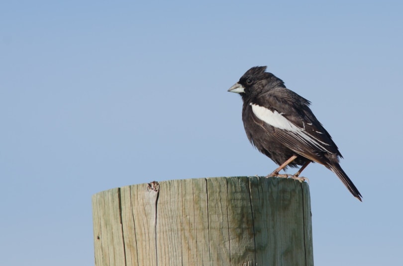 lark bunting bird