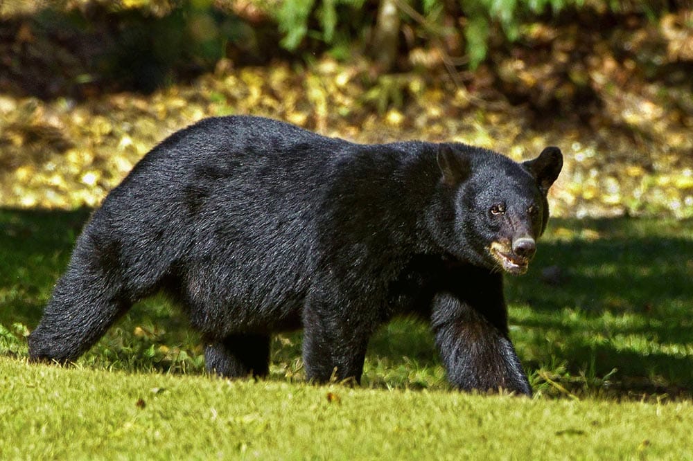 What Animals Can You Hunt in Canada? 6 Common Game Species - Optics Mag