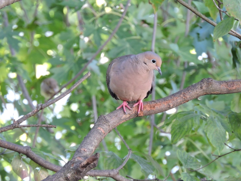mourning dove perching