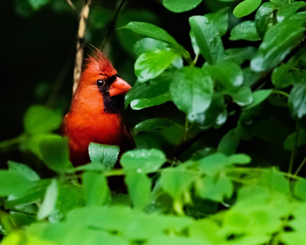 northern cardinal hiding in the plant