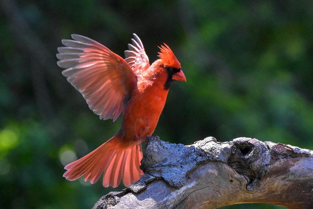 northern cardinal landed on a wood