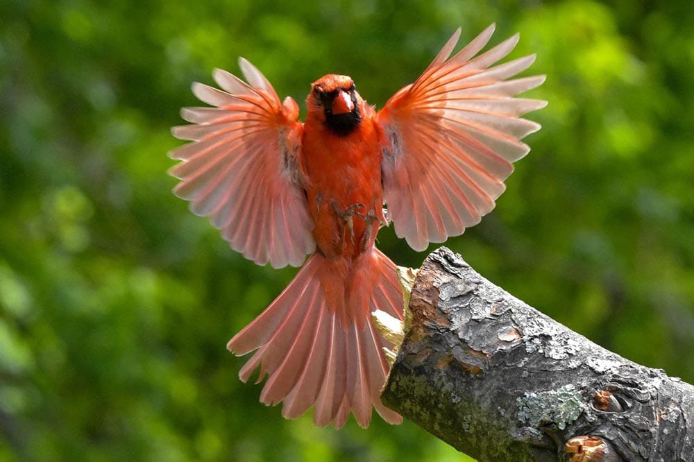 northern cardinal to perch on a log