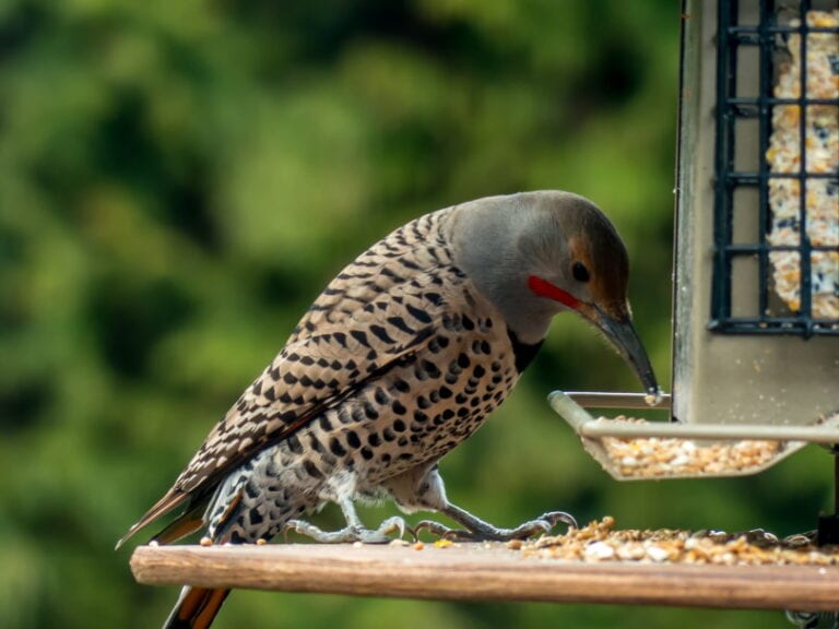 Northern Flicker: Field Guide, Pictures, Habitat & Info - Optics Mag