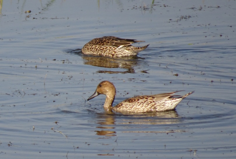 northern pintail ducks in the lake