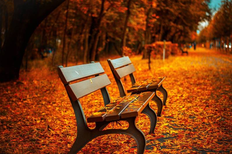 park benches during fall season