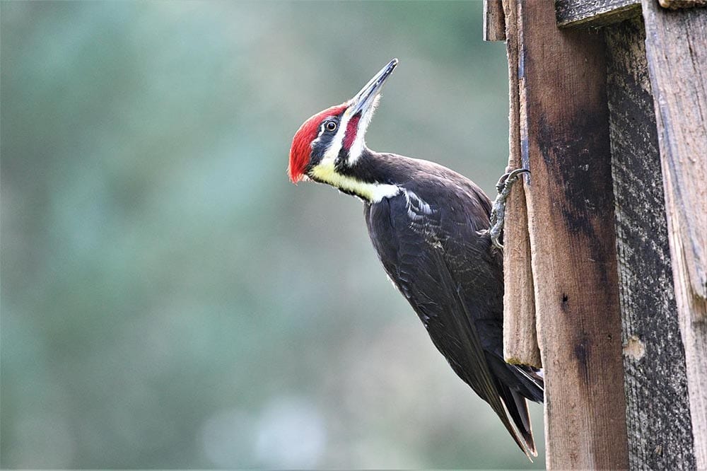 pileated woodpecker on a wooden post