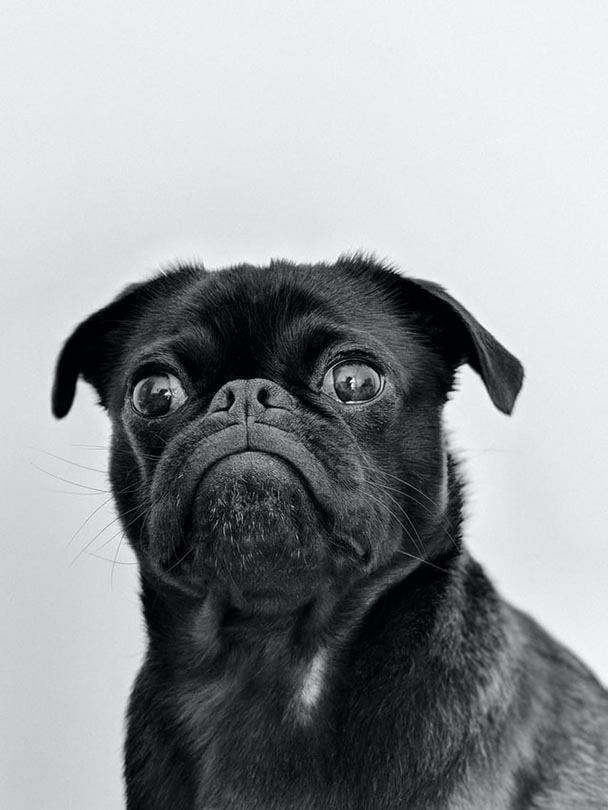 pug black and white photo