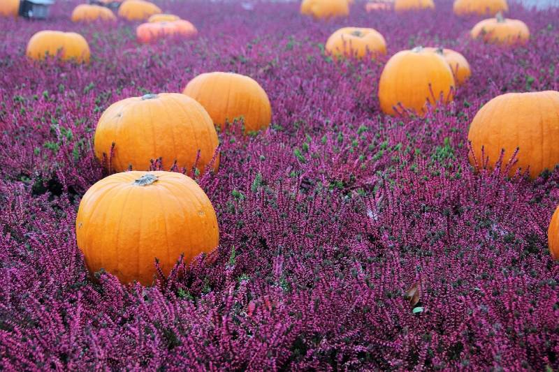 pumpkins on autumn flowers