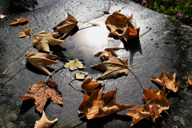 rain in autumn