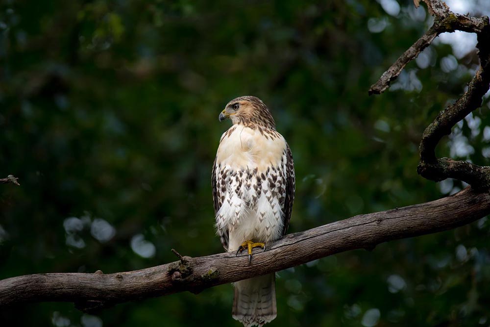 red-tailed hawk perched on a branch
