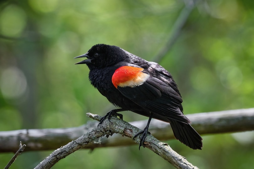 red winged black bird perching