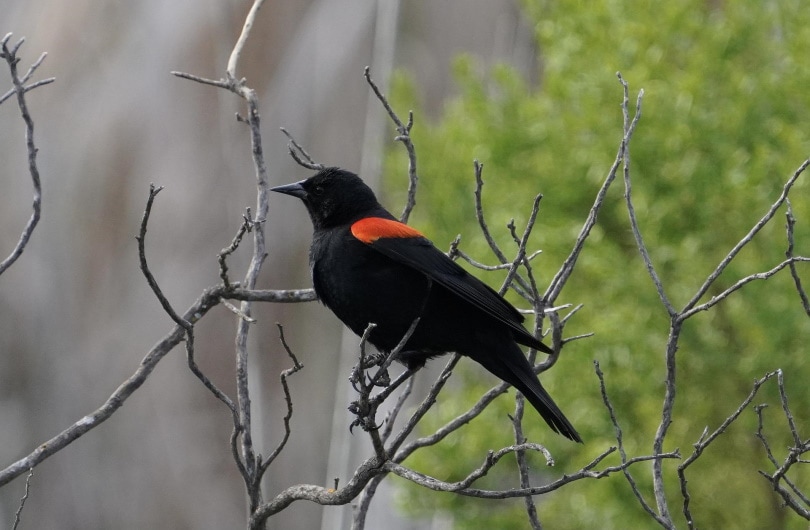 red winged blackbird perching
