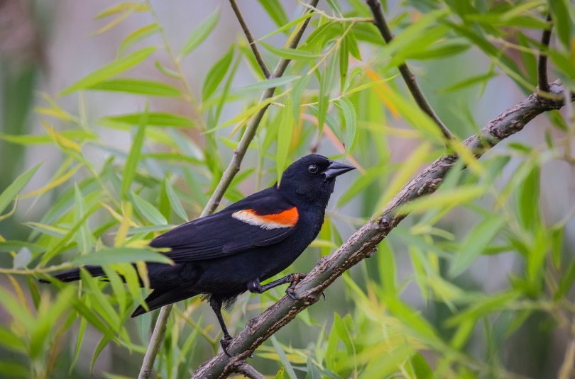 red winged blackbird