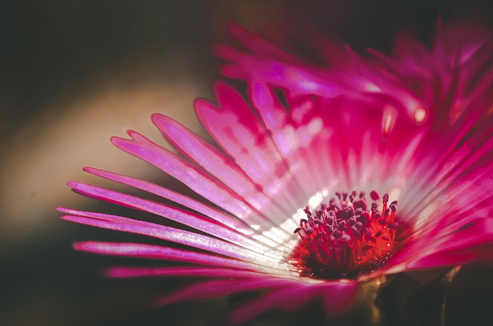 reverse lens macro shot of a flower