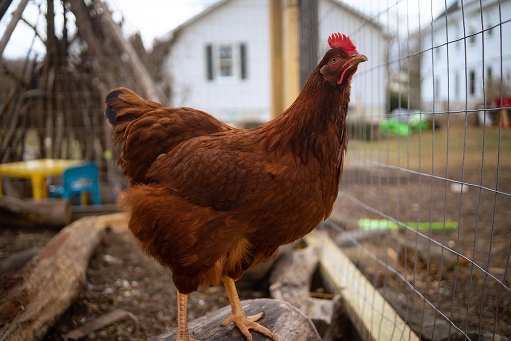 Rhode Island Red Chicken inside the pen