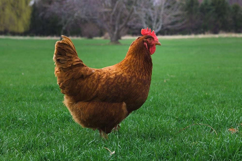 Rhode Island Red Chicken on the grass